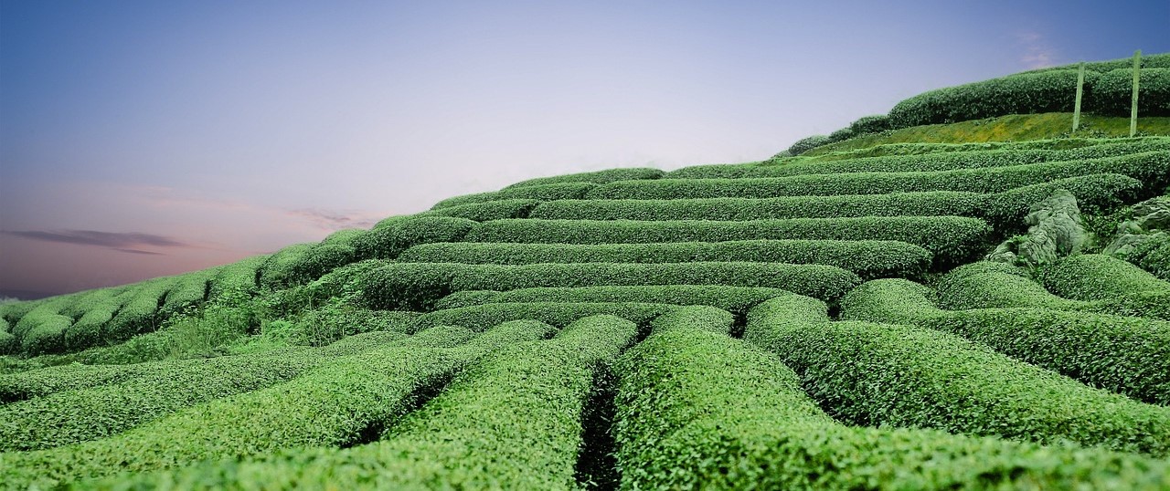 Tè verde e Matcha: elisir di lunga vita, relax, bellezza e sonno di qualità