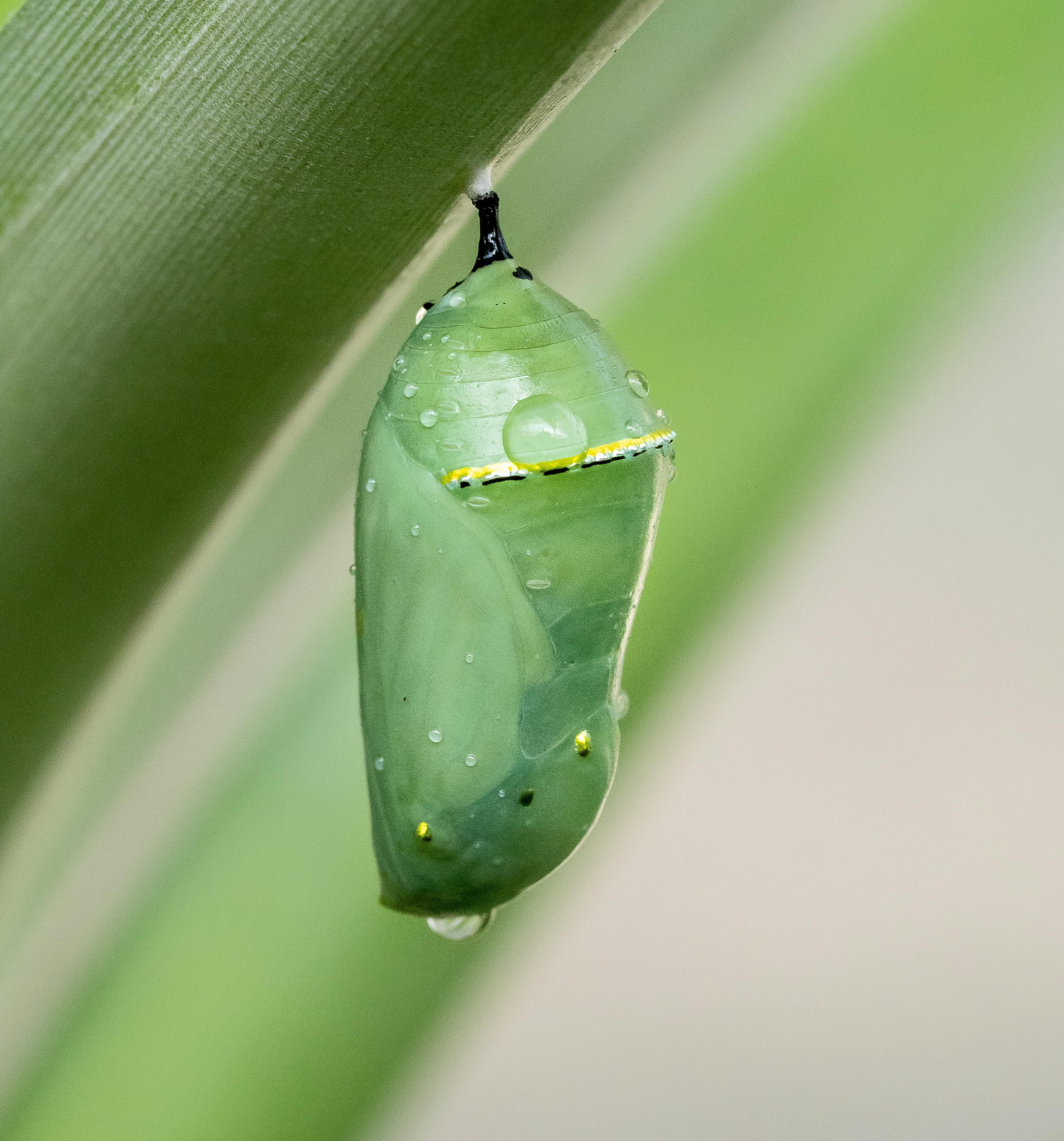 Kaizen: dalla filosofia giapponese la ricetta per una vita più felice e in equilibrio. 