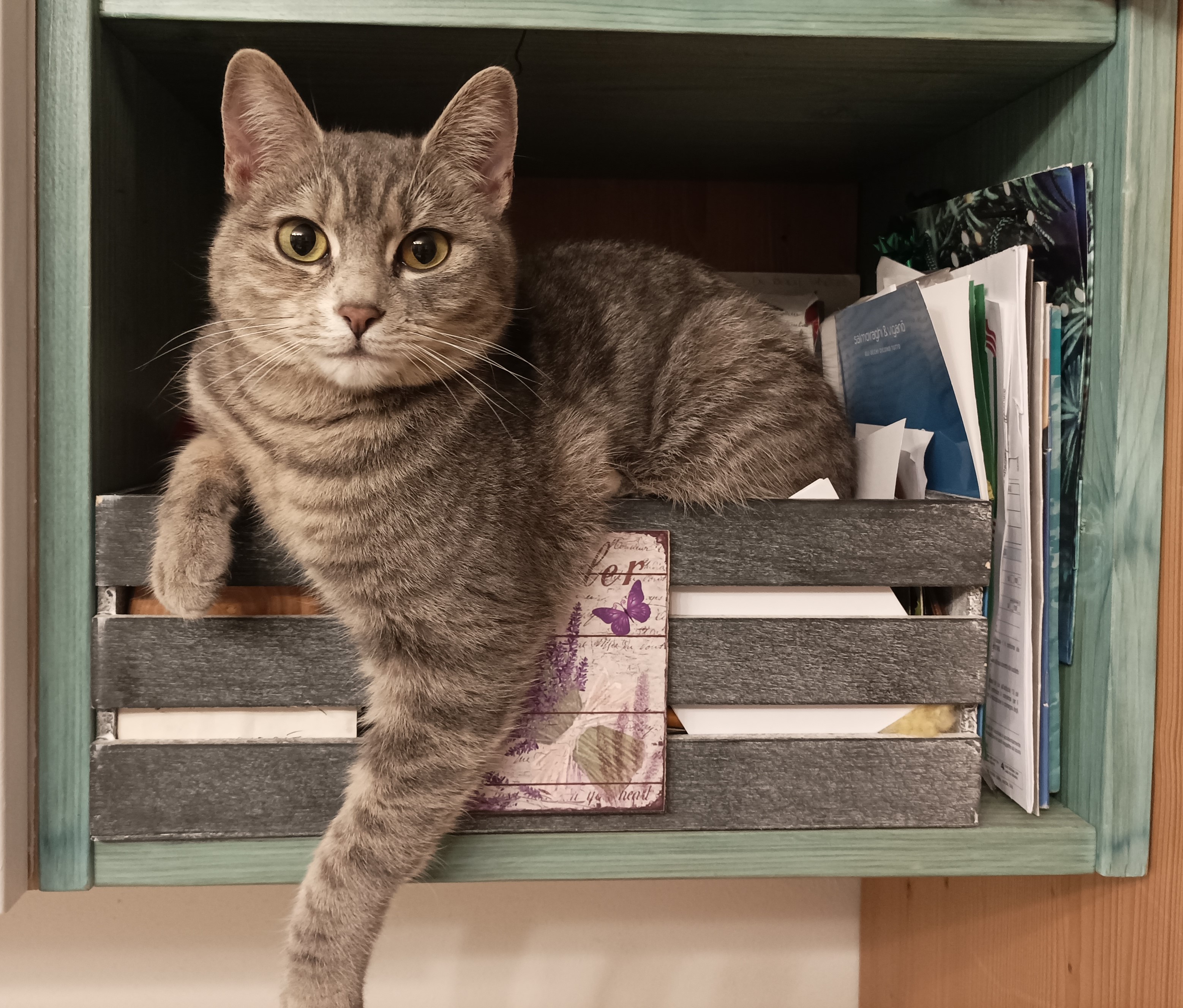 Come la tecnologia migliora la vita dei nostri animali